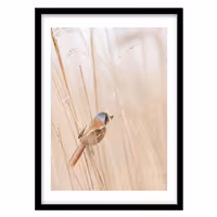 قیمت و خرید تابلو دکوراتیو مدل عکاسی مینیمال کد 0319