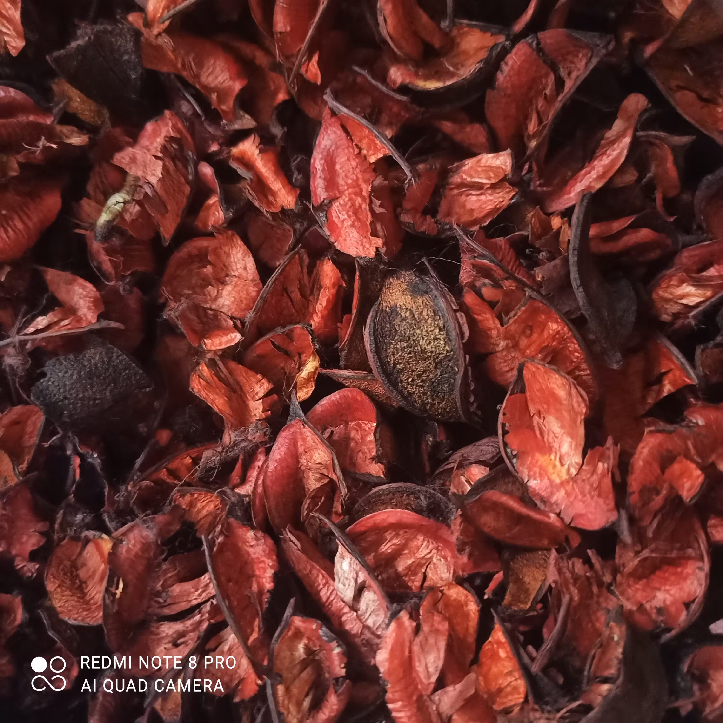 گل خشک تزیینی