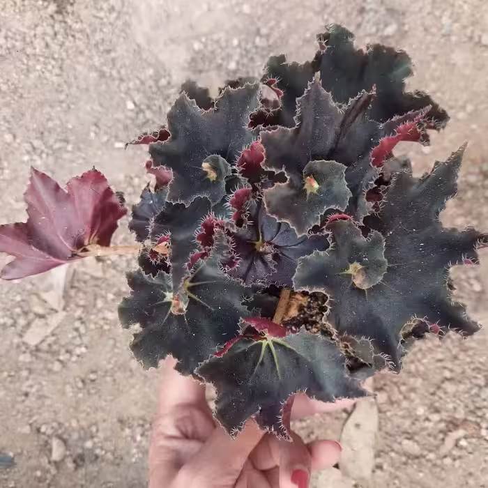 گل بگونیا بلک گلدان 12  ارسال بصورت پس کرایه