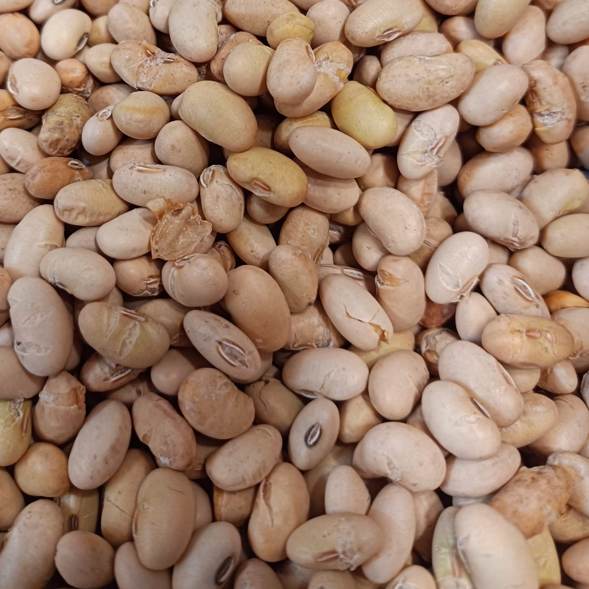 سویا آجیلی لیمویی ممتاز و مقوی 