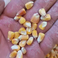 ذرت غذای اصلی کبوتر ومرغ سانان در بسته بندی(5کیلوگرمی)
