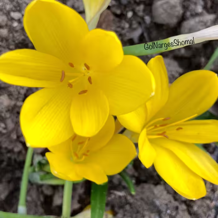 پیازگل نرگس جام زرینSternbergia(85 عددی برای تولیدکننده)