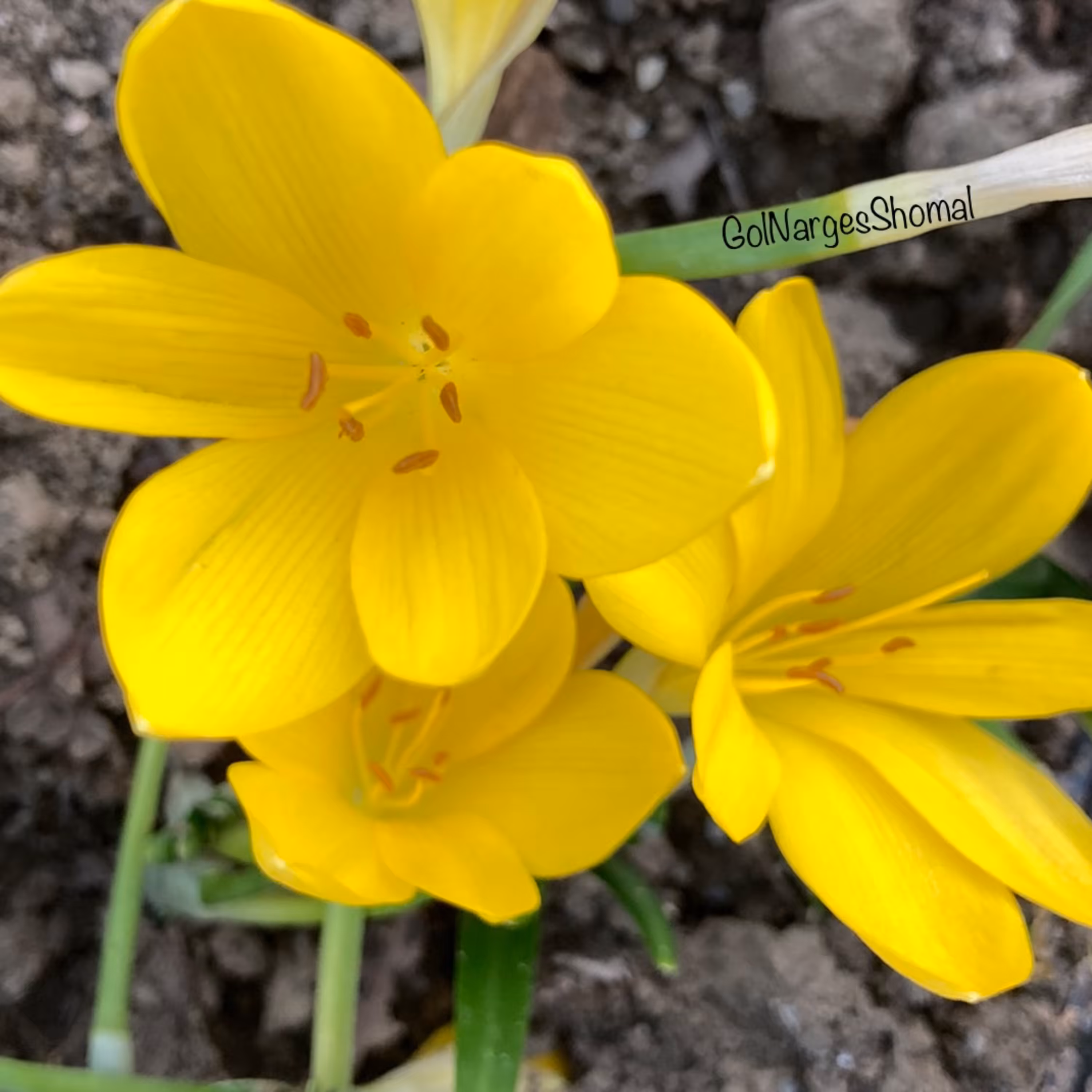 پیازگل نرگس جام زرینSternbergia(85 عددی برای تولیدکننده)