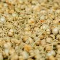 اسپند نخودی (اسفند)