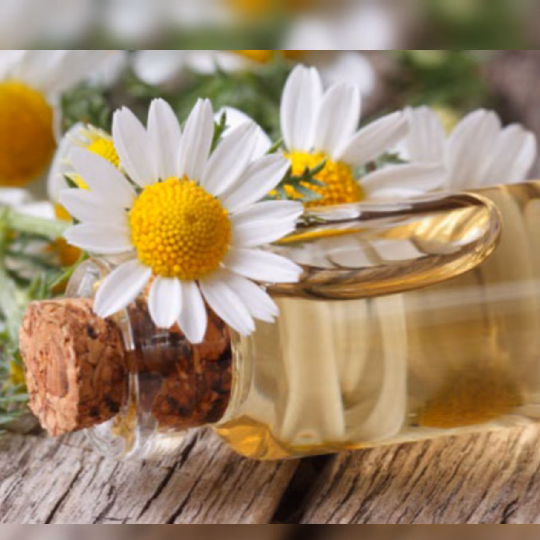 روغن بابونه 80 سی سی خانگی