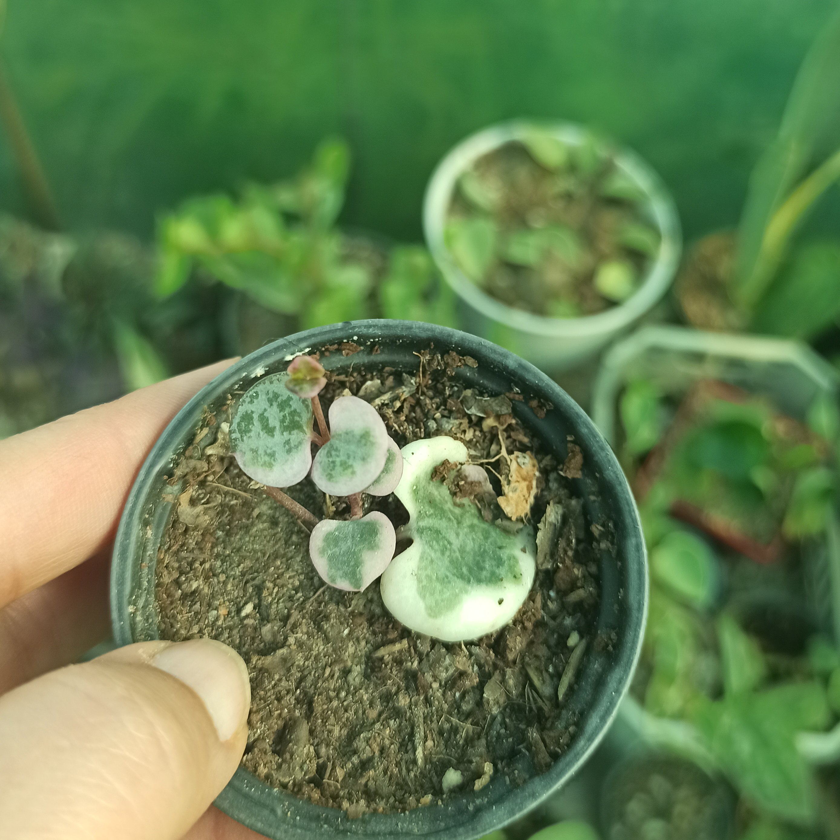 سروپژیا ابلق در حال رشد سایز شش