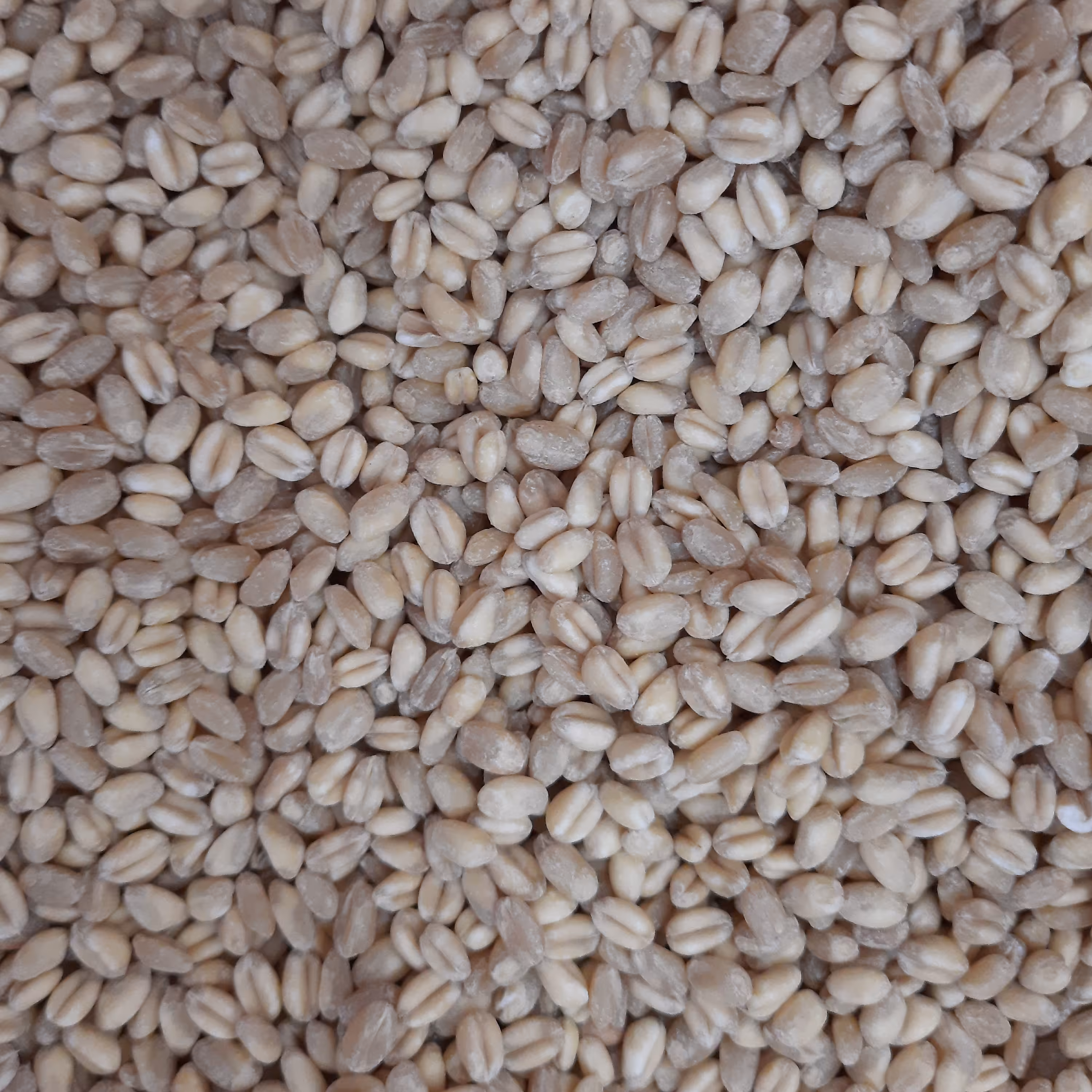 گندم پوست کنده اعلا 900 گرمی