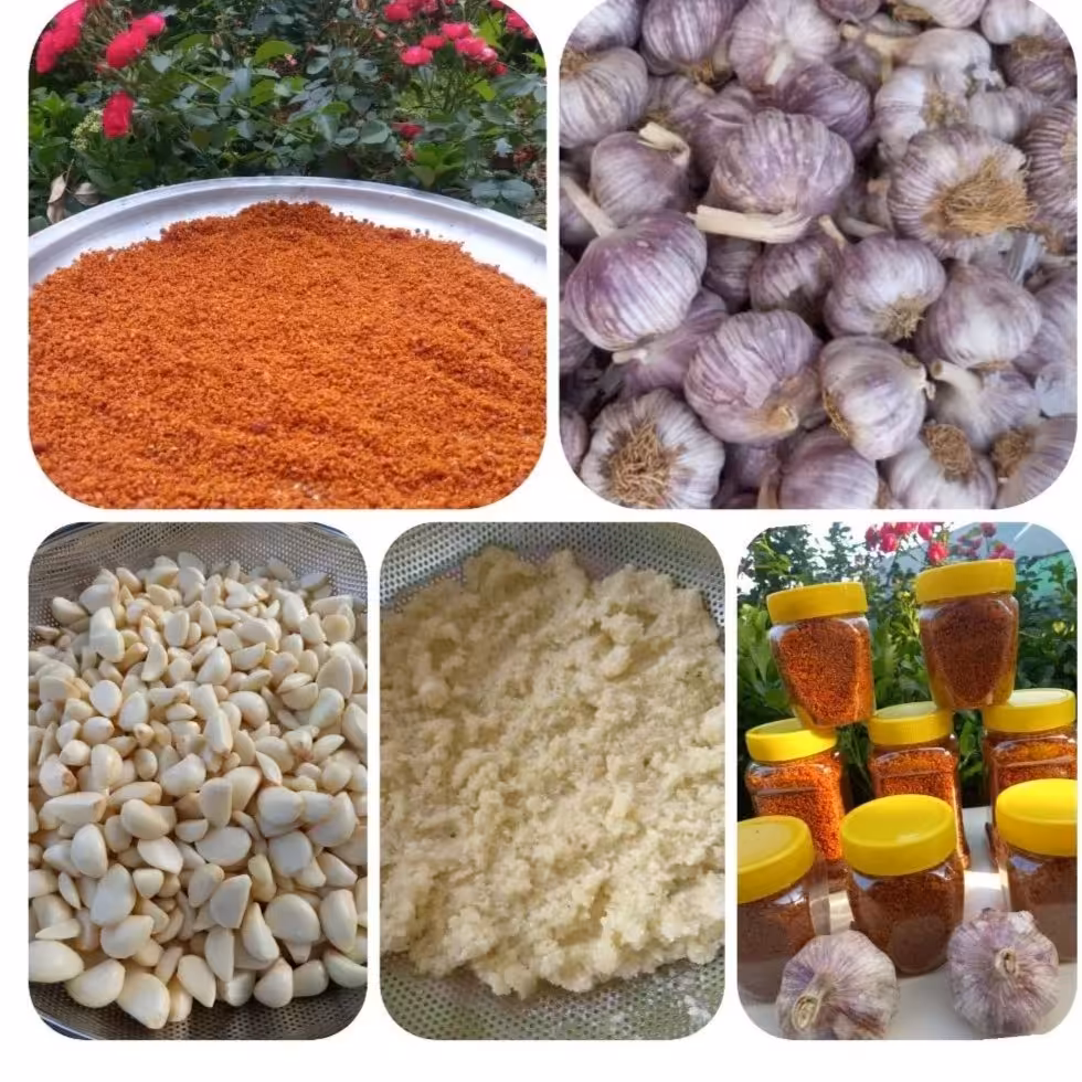 سیر داغ شمال در وزن (1000)گرم