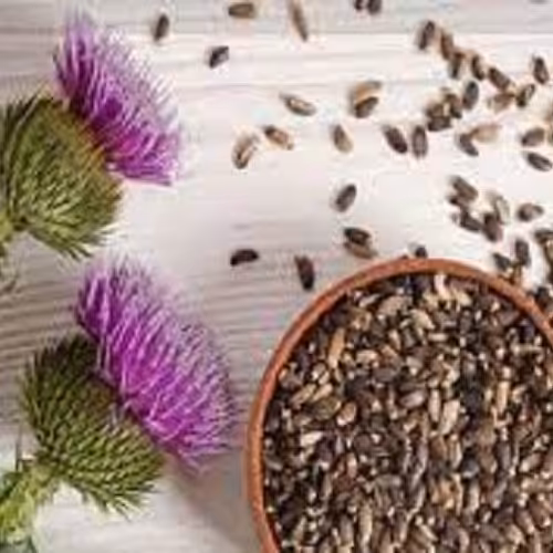 گیاه گل خار مریم 100 گرمی 