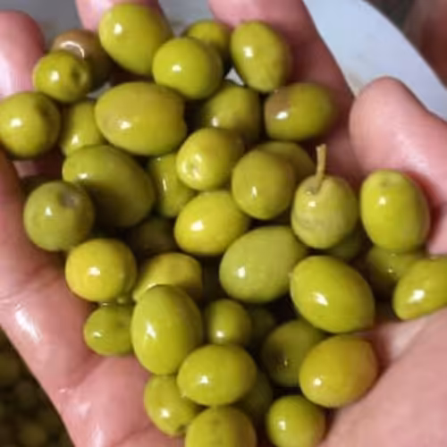 زیتون جنگلی  7 کیلویی 