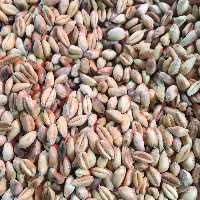 گندم بوداده بی نمک500 گرم