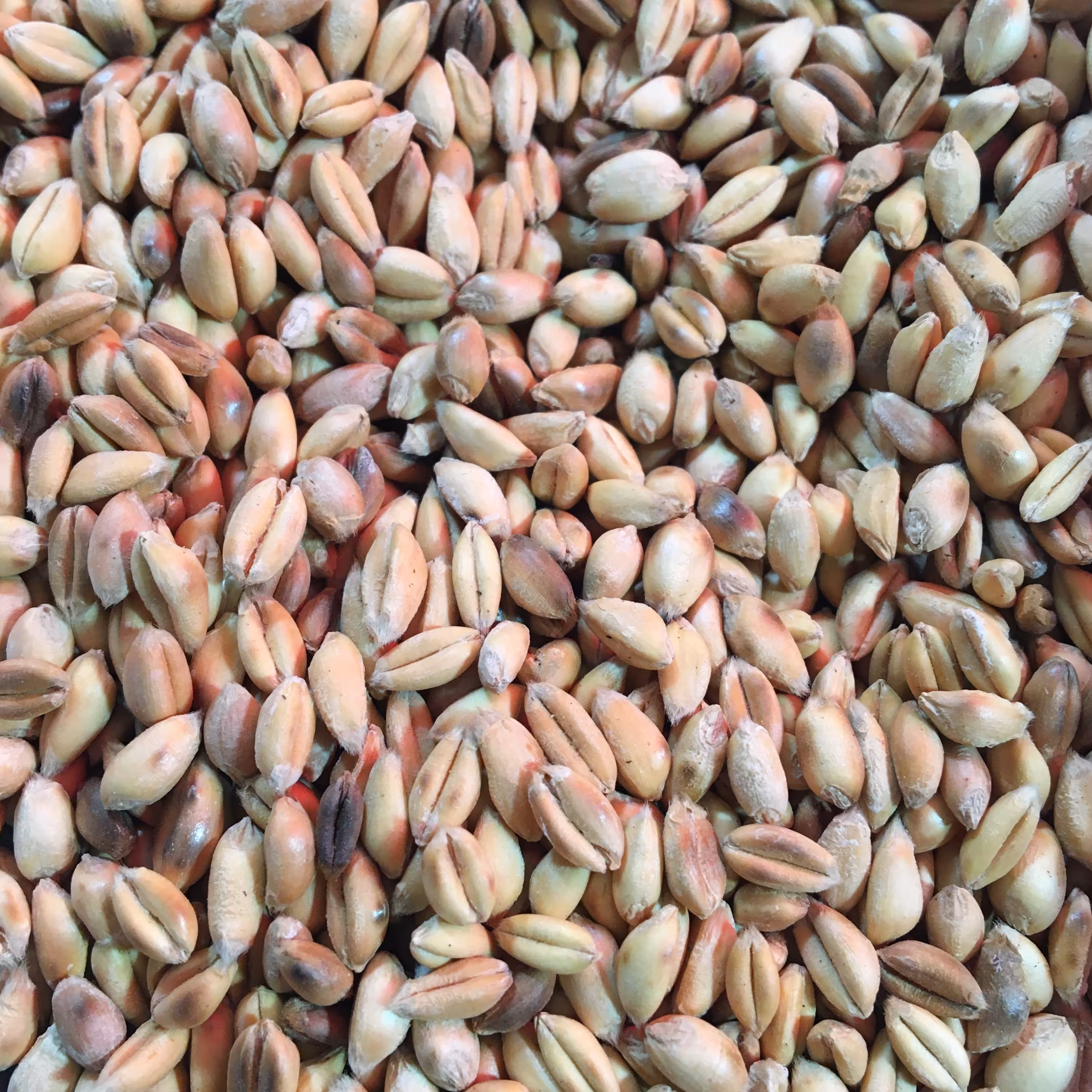 گندم بوداده بی نمک500 گرم