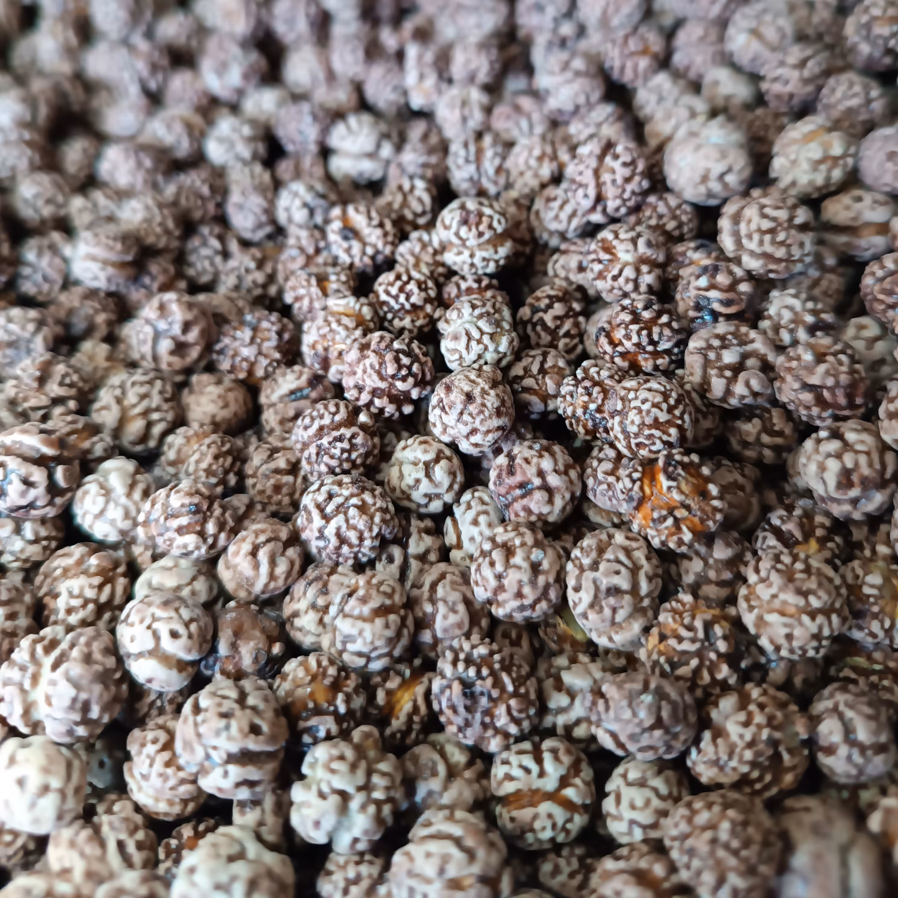 نخودچی شکلاتی