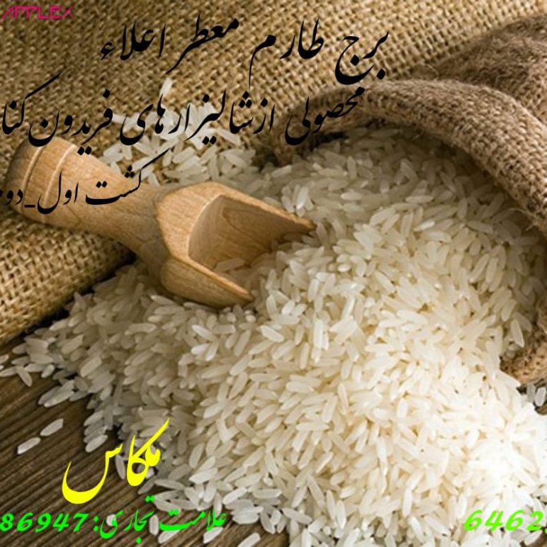 برنج طارم کشت دوم دونوج وحشی 10 کیلویی