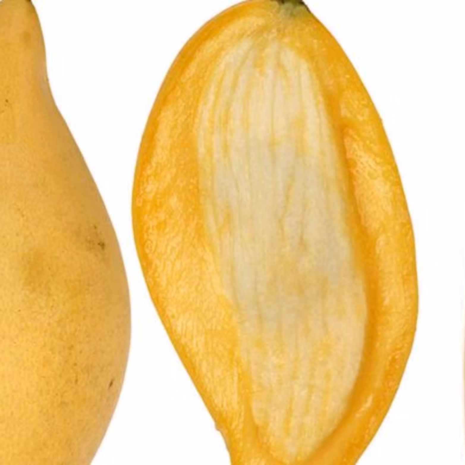 حراج هسته بذر انبه دشتیاری