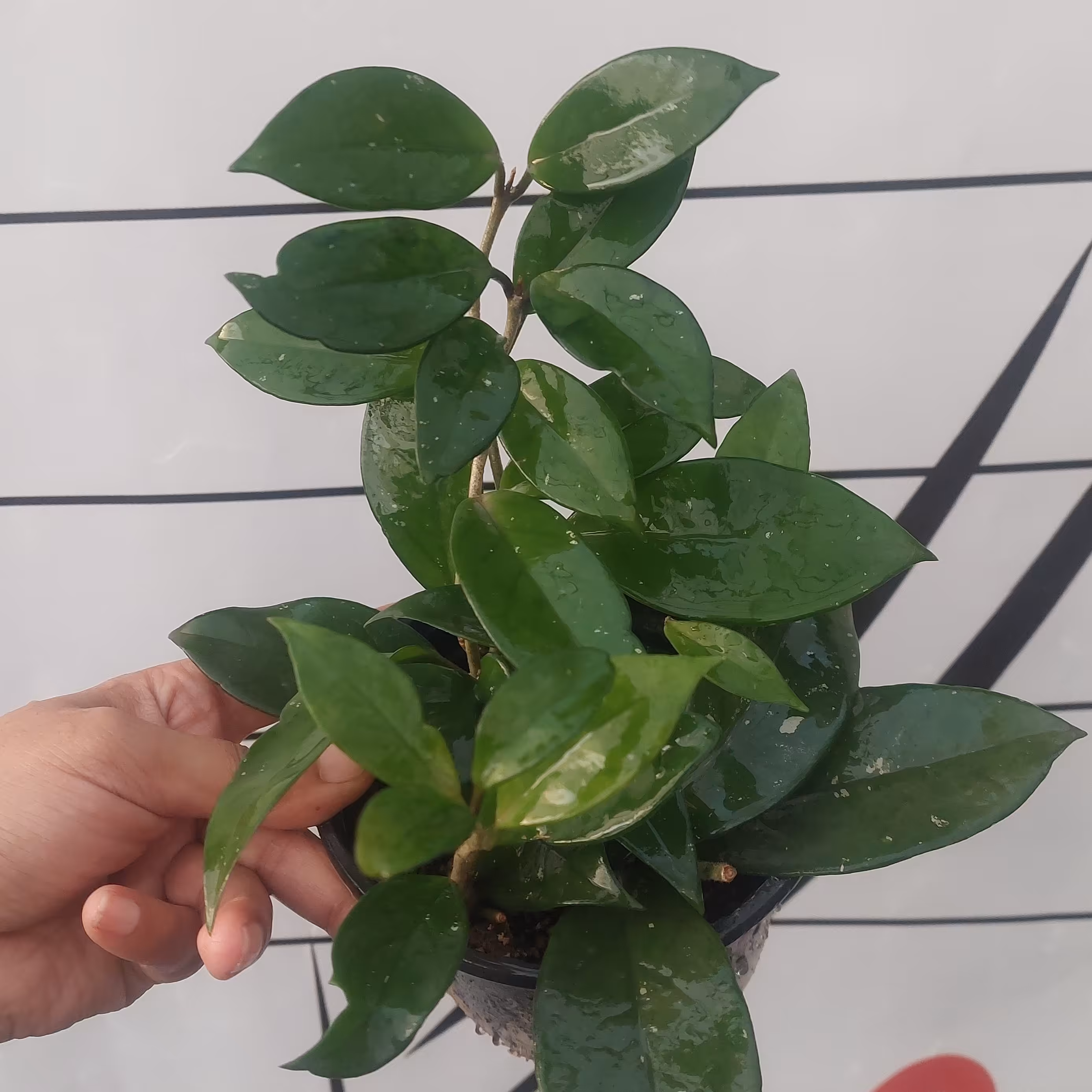 هویا  کارنوزا  گلدان 12 پر بوته پس کرایه 