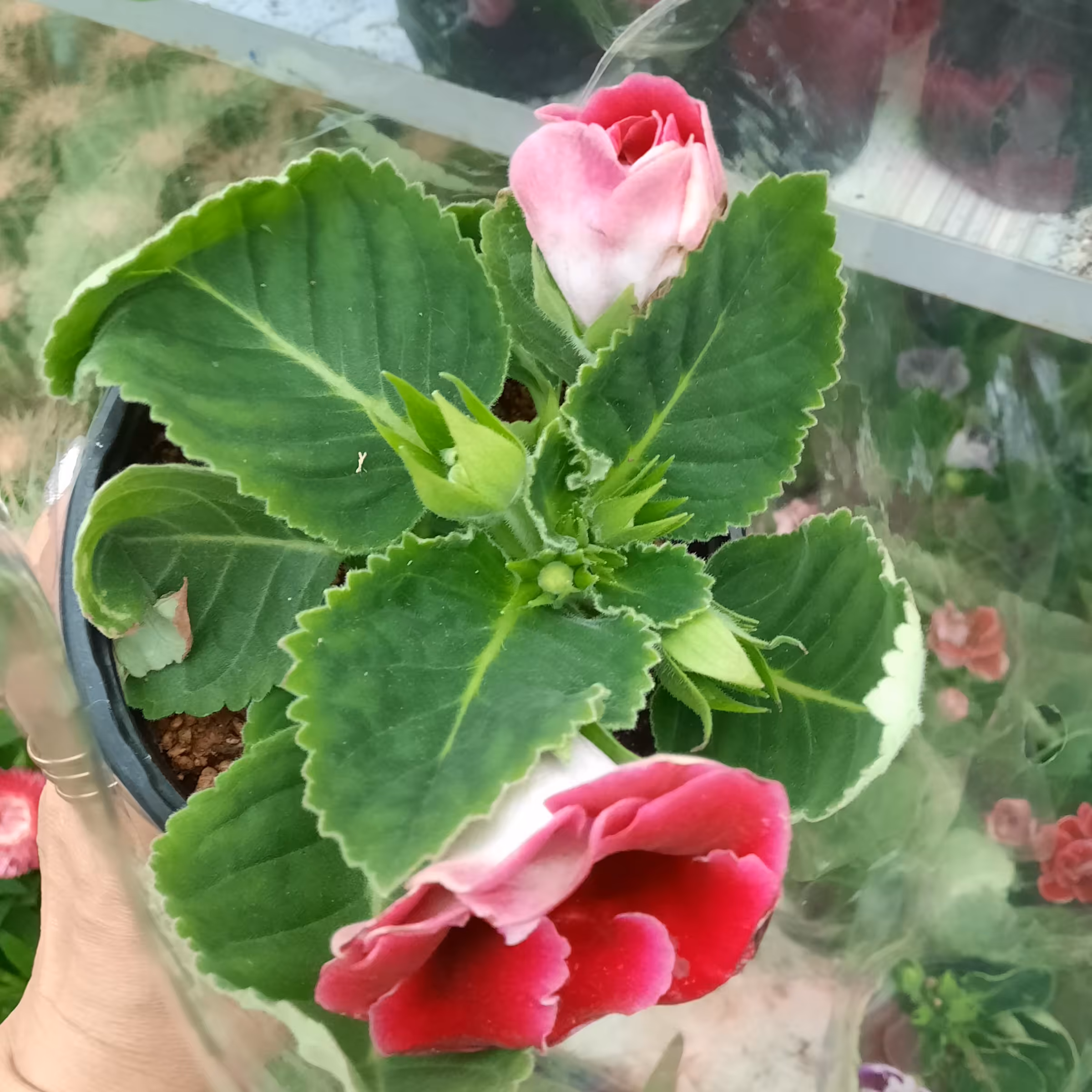 گل گلوکسینیا