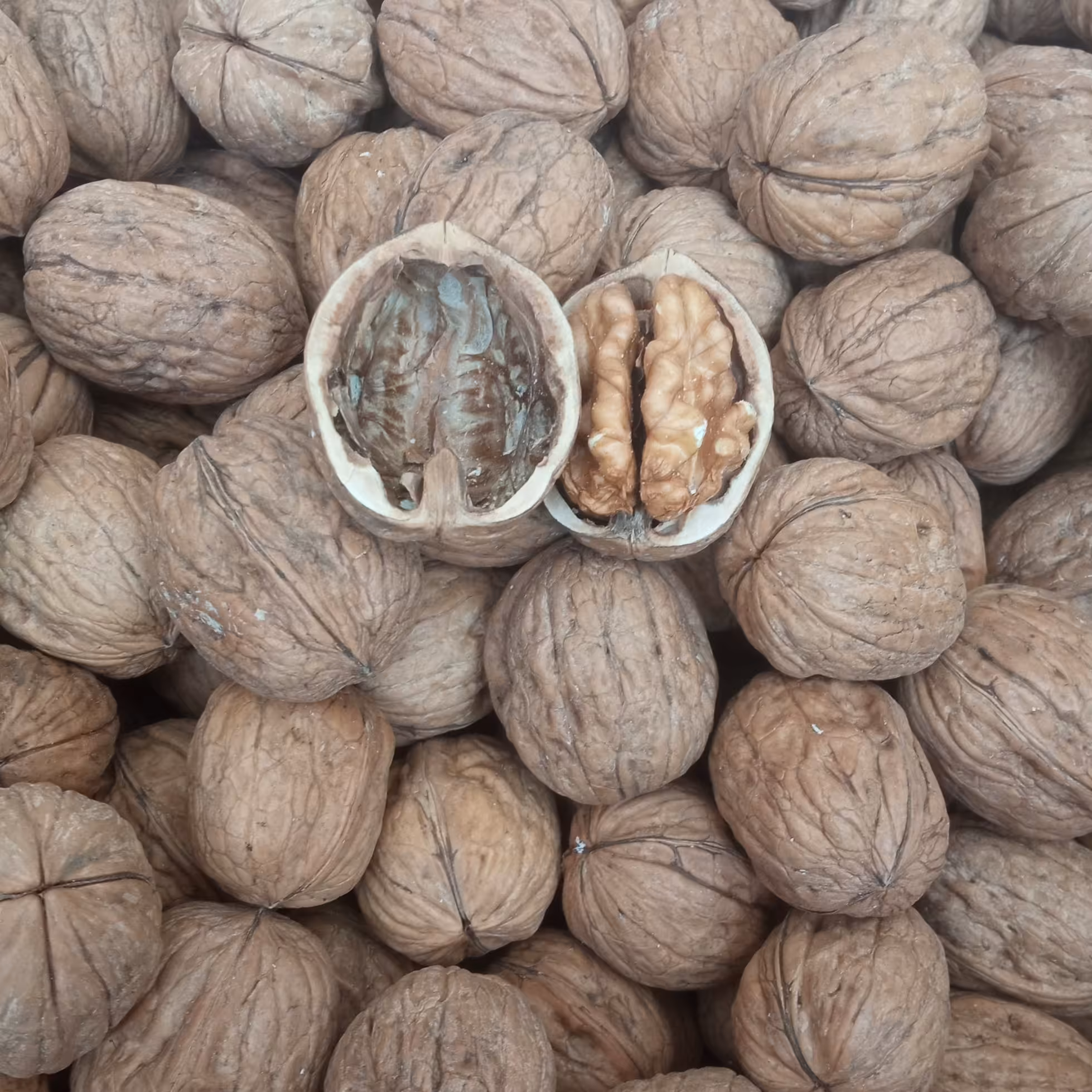 گردو پوست کاغذی 500 گرمی درجه یک