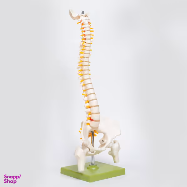 بازی آموزشی مدل مولاژ مینی ستون فقرات انسان کد A026