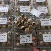 تخم بلدرچین خوراکی بسته های 24تایی