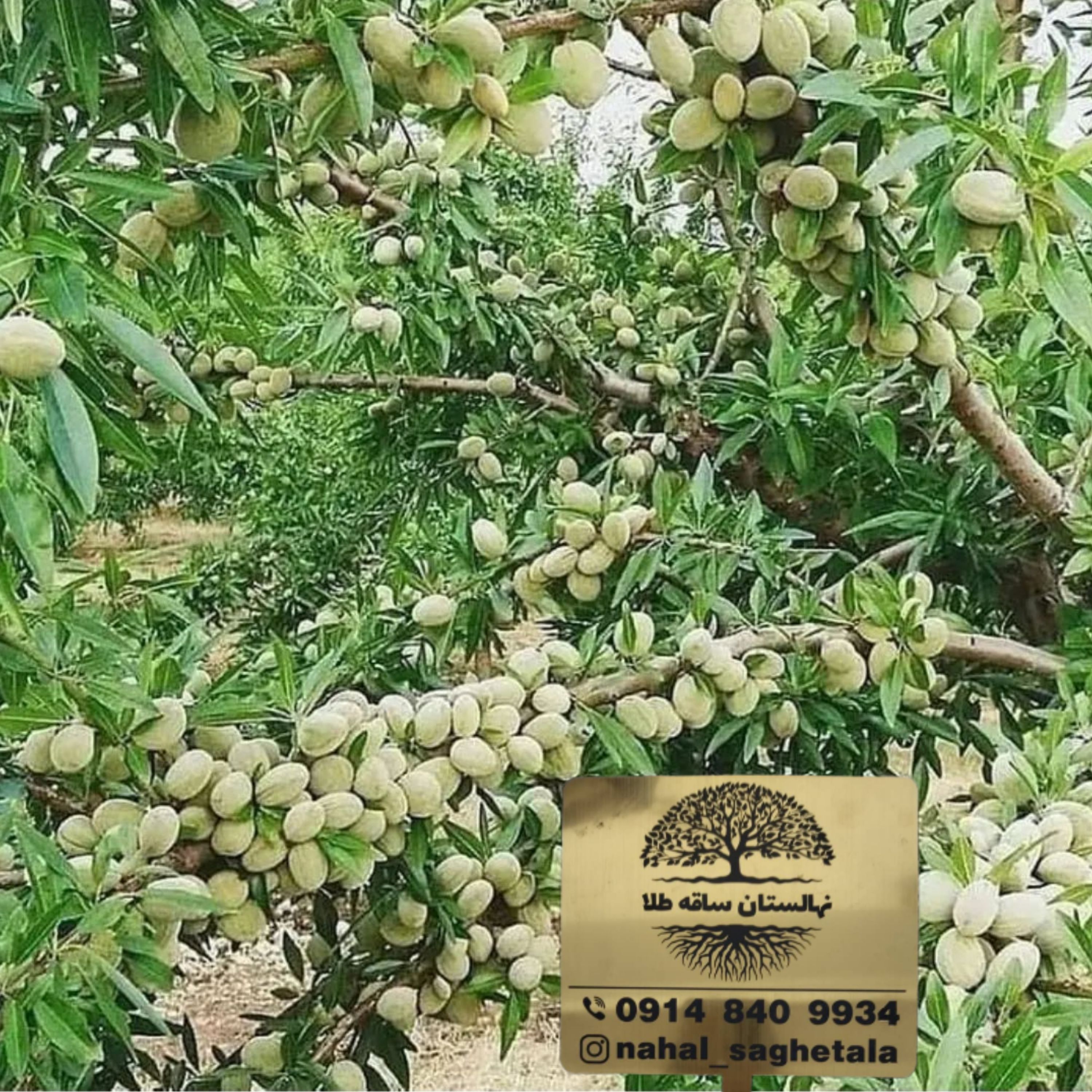 بادام دیرگل آذر.مقاوم به سرما و پر بار پیوندی.زود بازده.پس کرایه(حداقل ارسال4عدد