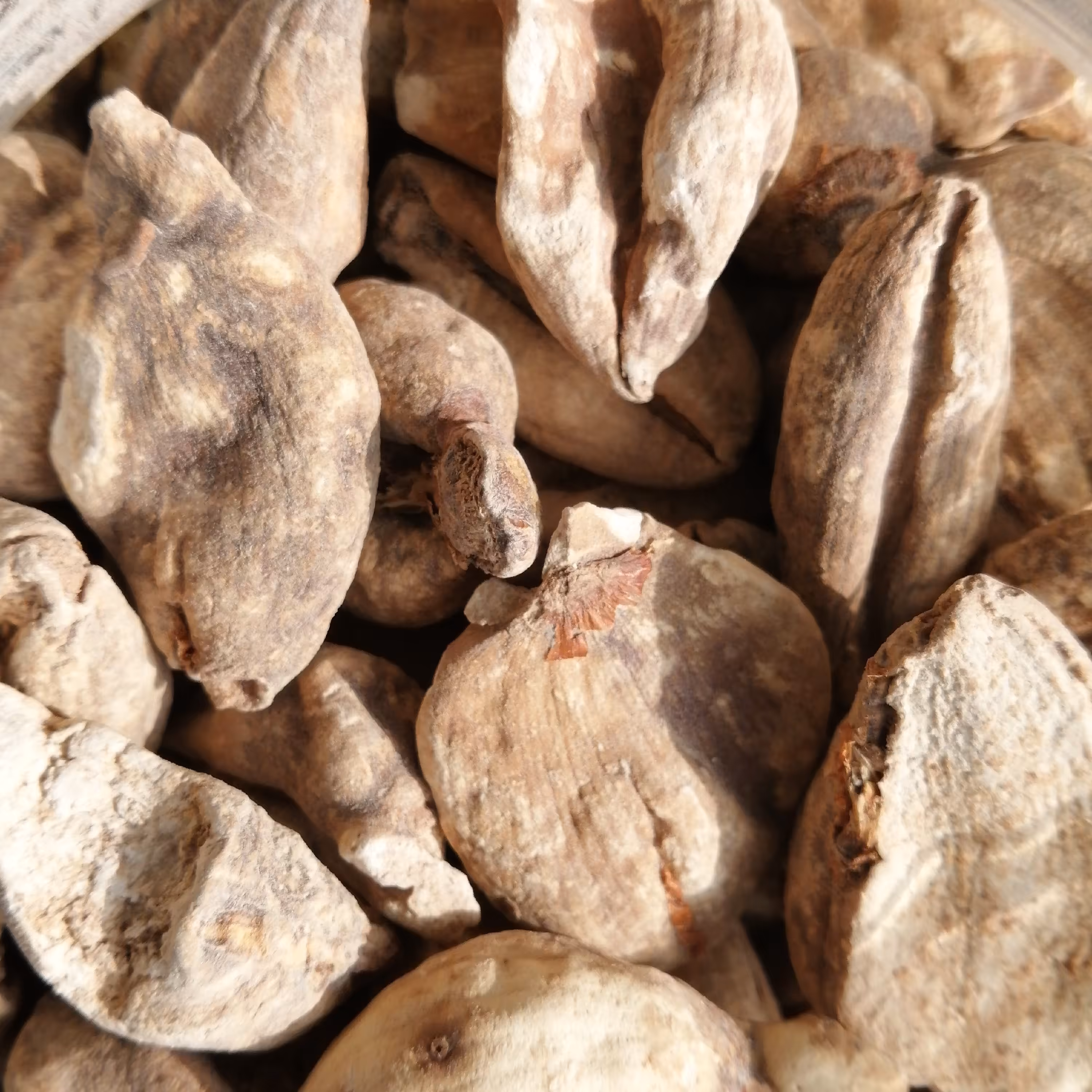 گیاه سورن جان یک سیر