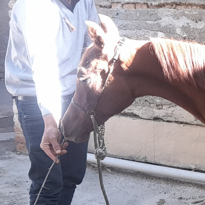 کله گی زیبائی مخصوص کره