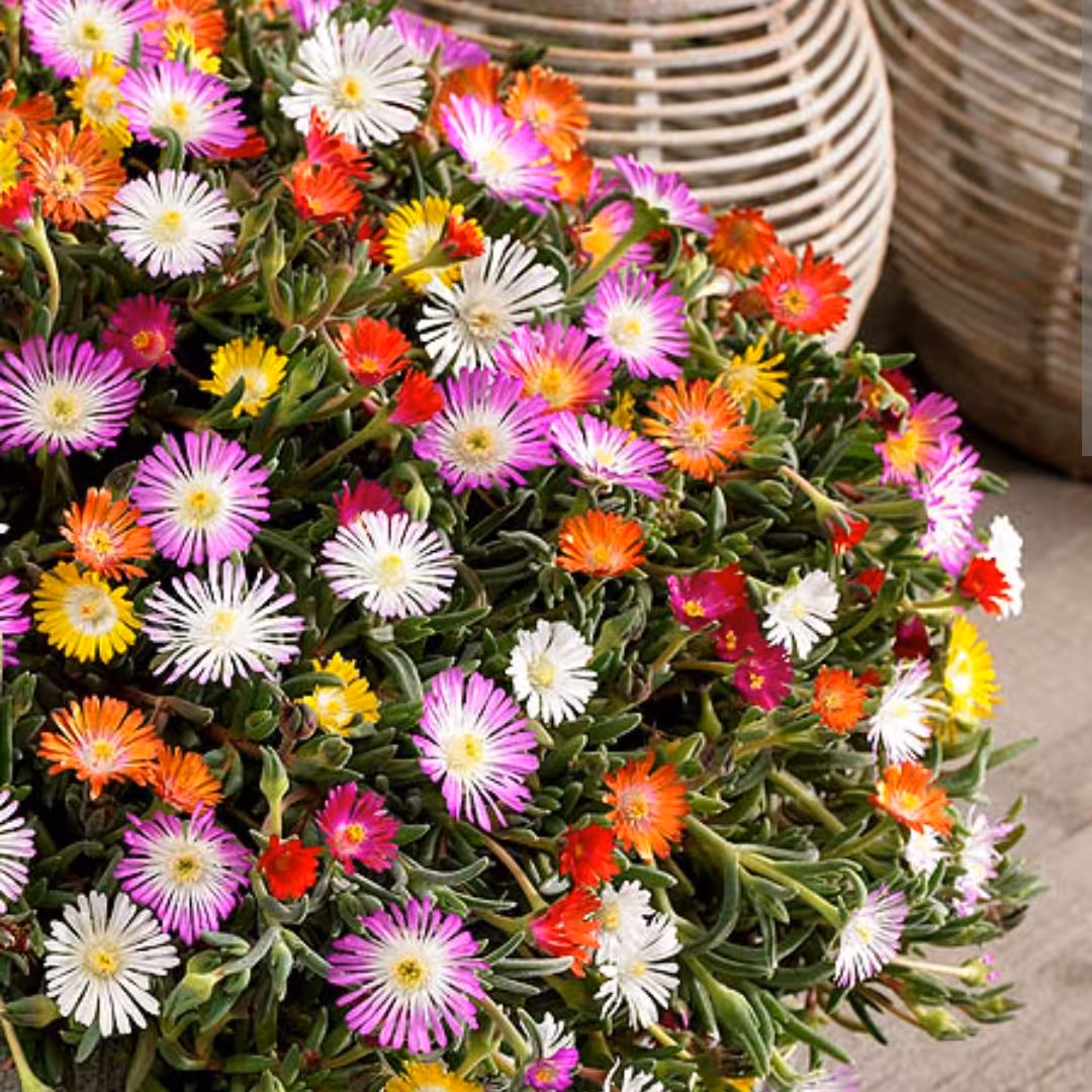 بذر گل ناز فرانسوی رنگارنگ بسته تقریبا 250 عددی