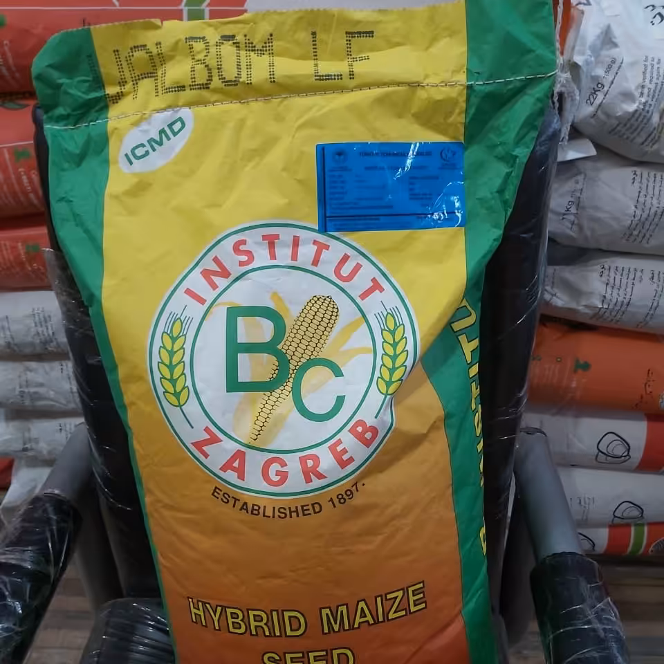 بذر ذرت والبوم پایه کرواسی