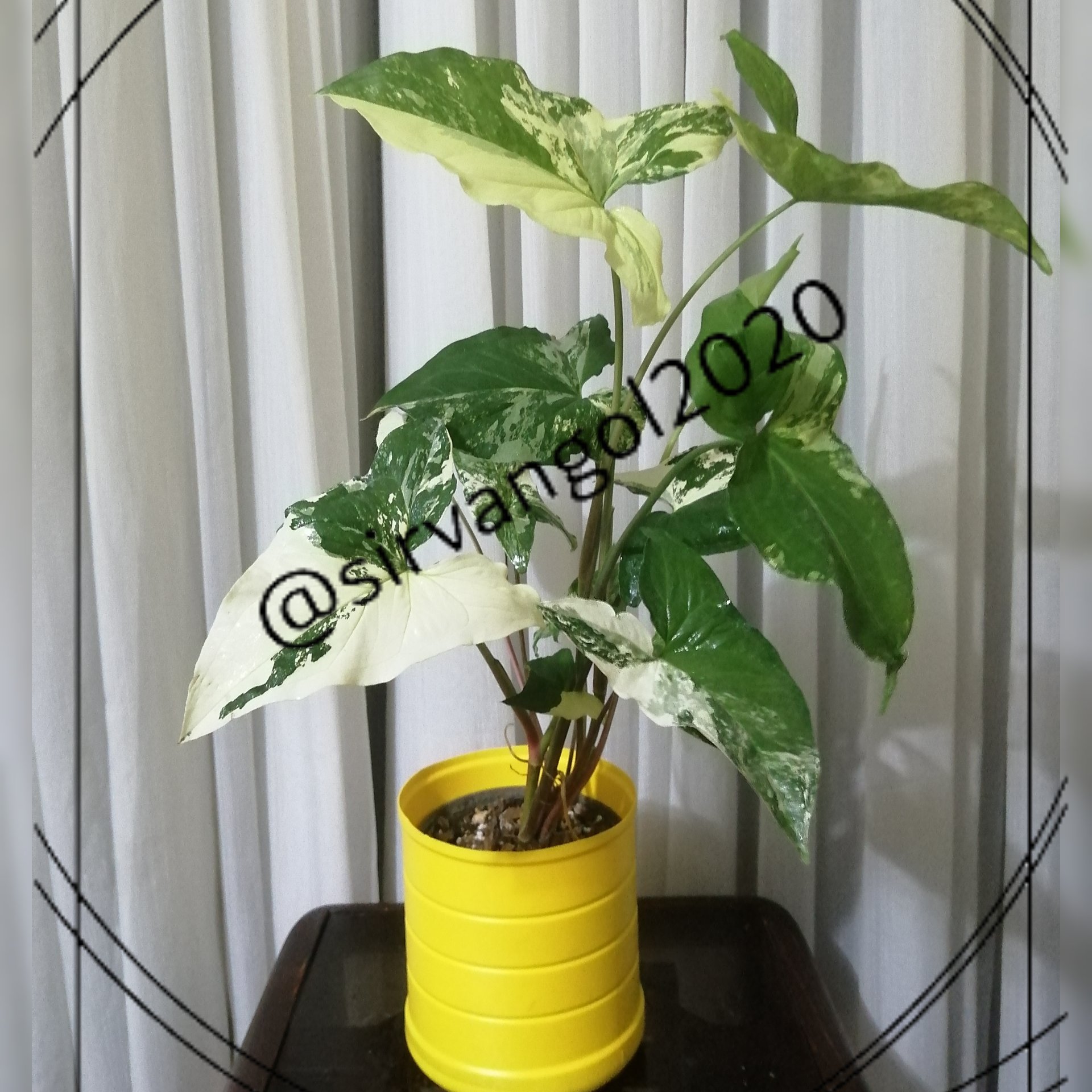 سینگینیوم ابلق (هزینه ارسال با مشتری یا تحویل در اندیشه)