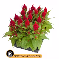 بذر گل تاج خروس شعله ای Celosia Plumosa بیناری