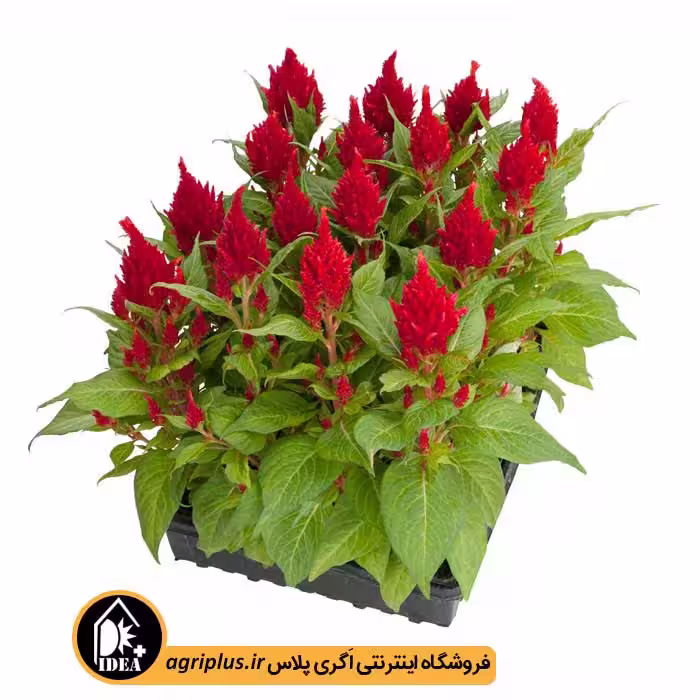 بذر گل تاج خروس شعله ای Celosia Plumosa بیناری