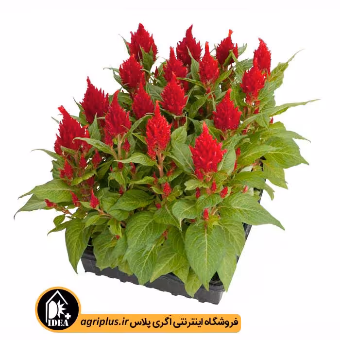 بذر گل تاج خروس شعله ای Celosia Plumosa بیناری