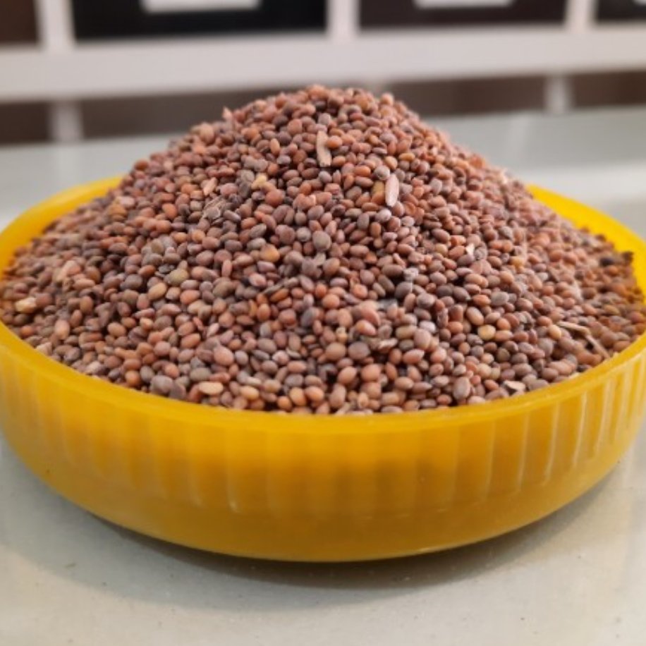 بذر منداب 75 گرم