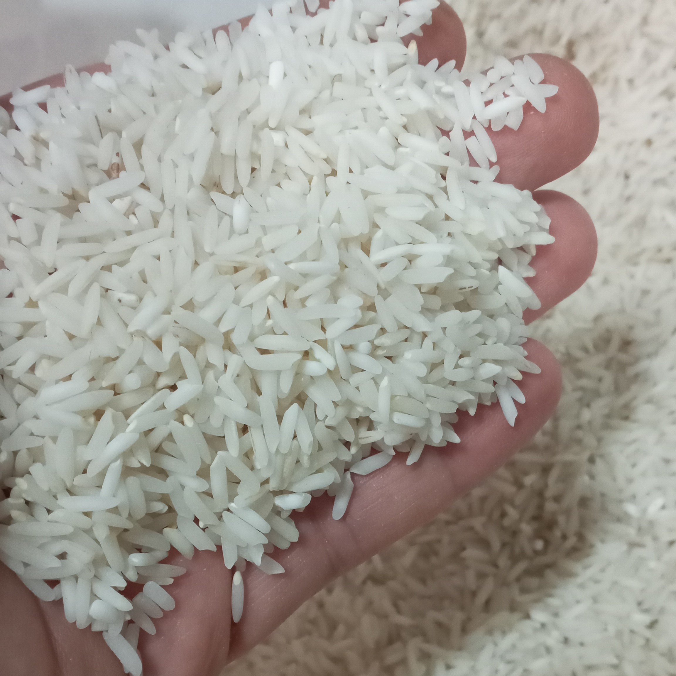 برنج طارم محلی 