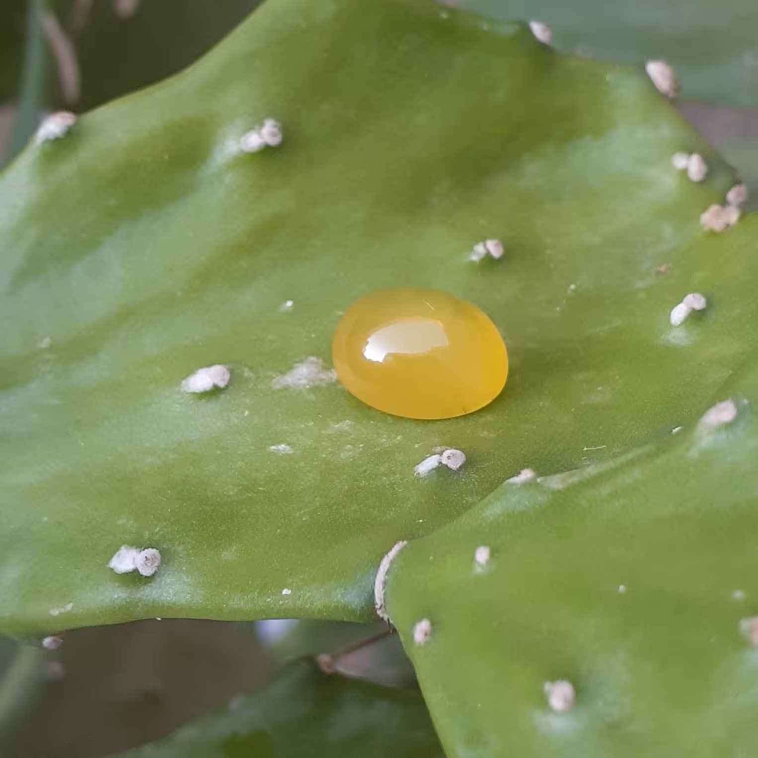 عقیق زرد طبیعی عقیق شرف‌الشمس (دارای دعای شرف‌الشمس پشت نگین،سفارش تعداد پذیرفته میشود ) 