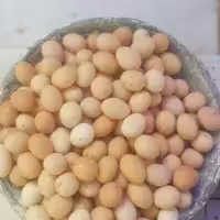 تخم مرغ خانگی کیلویی محصولات طبیعی زیتون