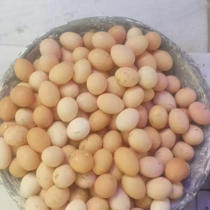 تخم مرغ خانگی کیلویی محصولات طبیعی زیتون