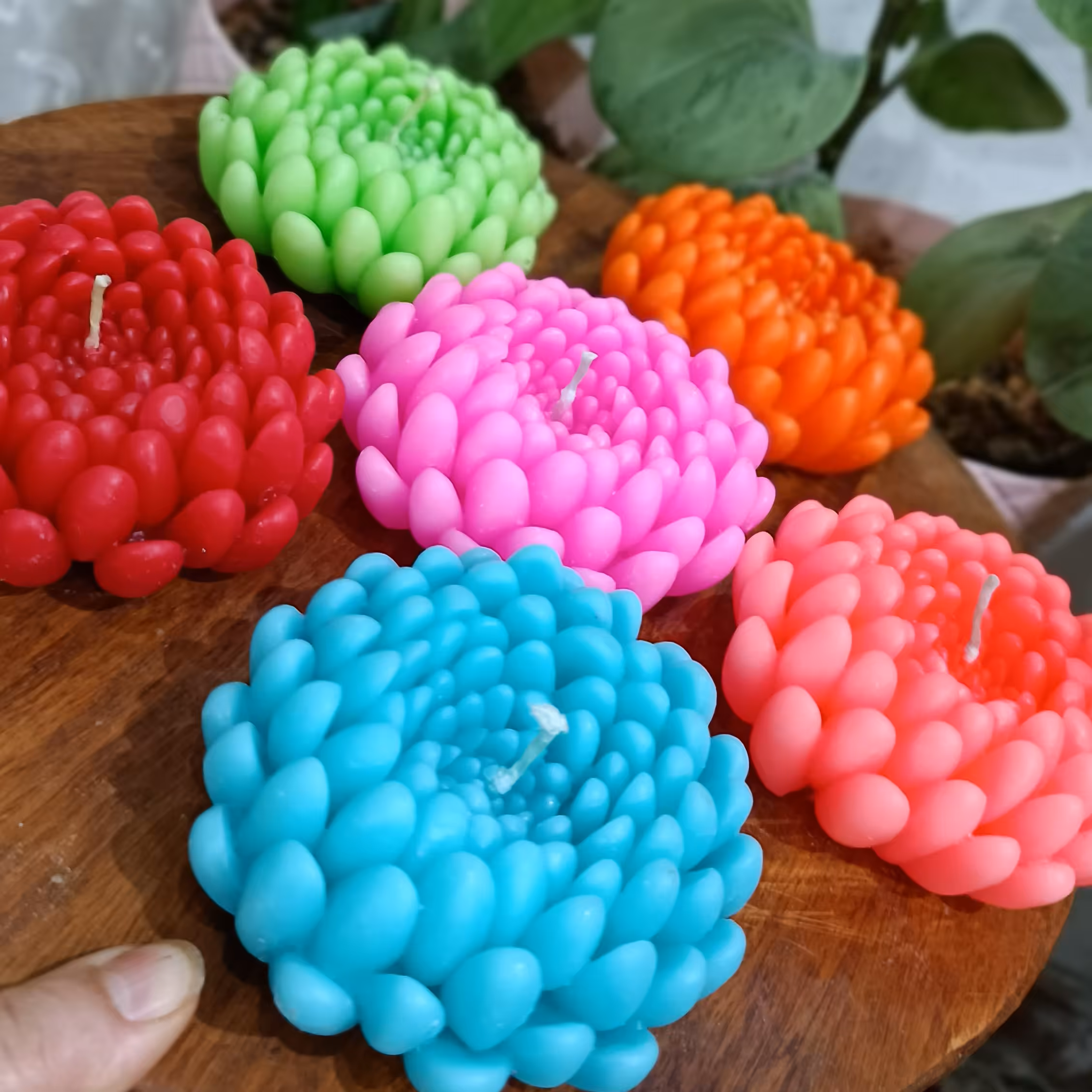 شمع گل داوودی