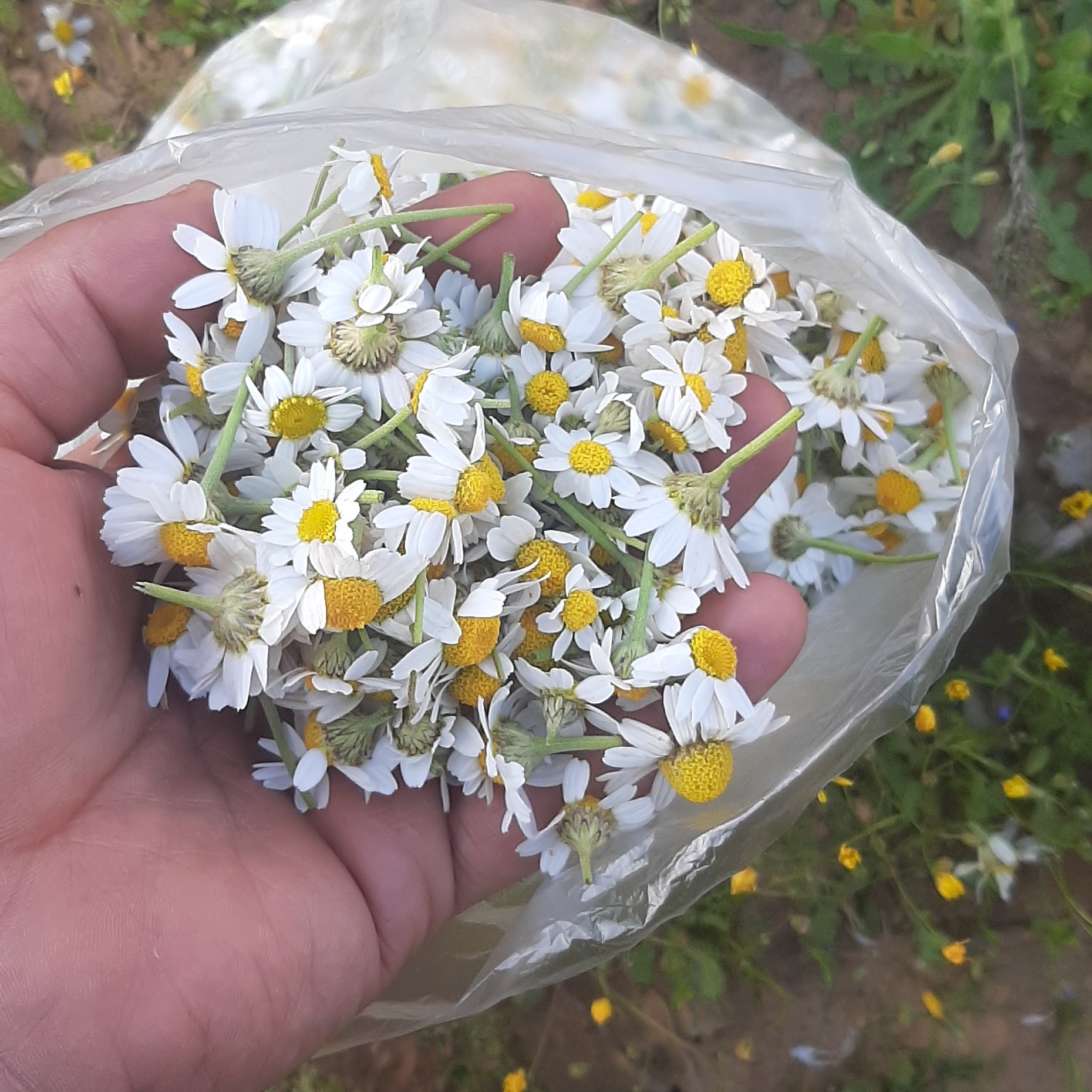 بابونه کوهی 1oo گرمی دست چین ارتفاعات لرستان