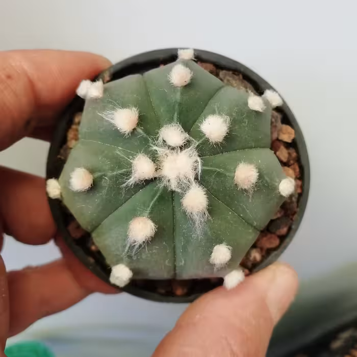 استریاس  گلدان 6