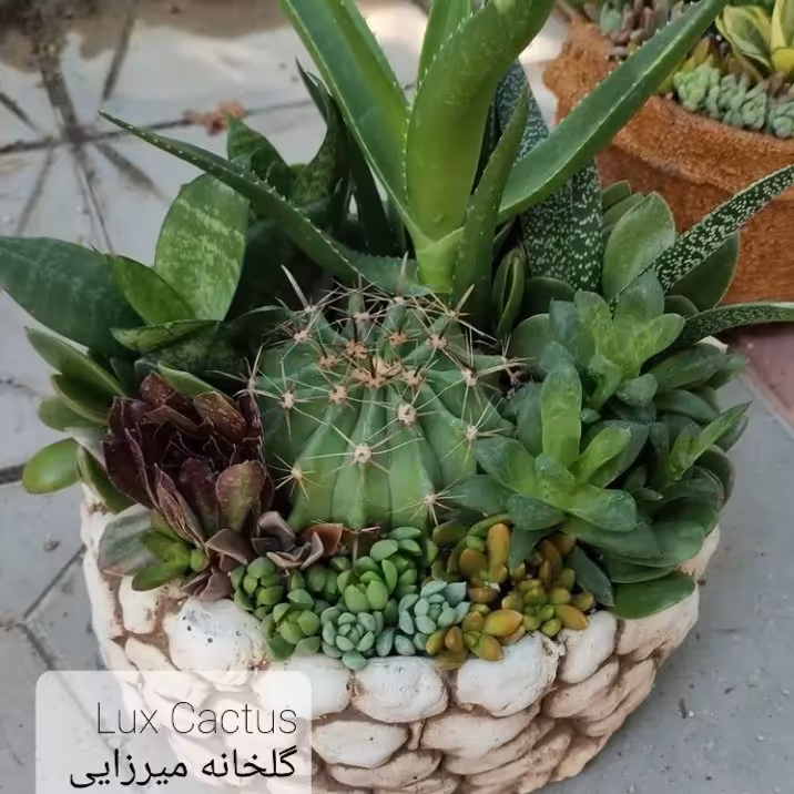 دیش گاردن _ مجوعه کاکتوس و ساکولنت در گلدان پلیمری