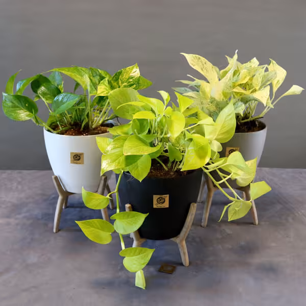 مجموعه سه عددی پتوس