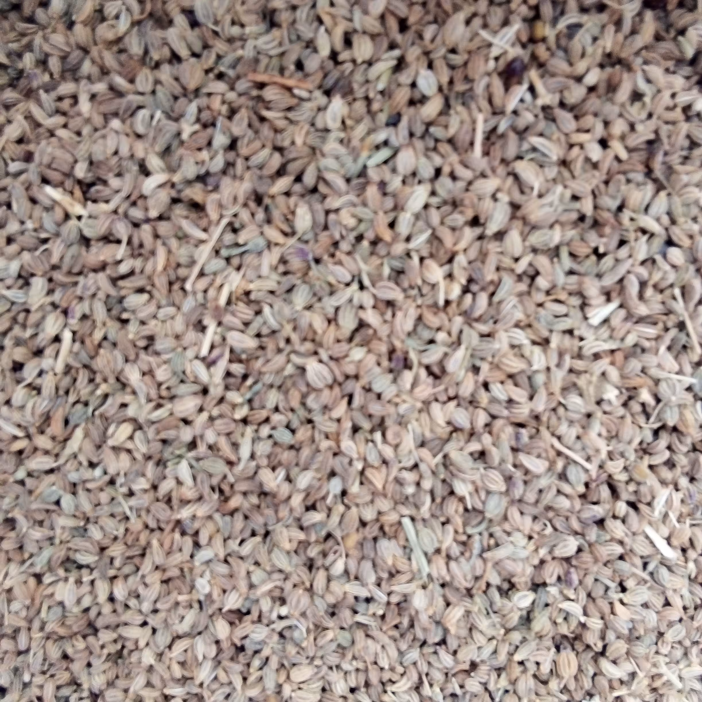 زنیان 120 گرم