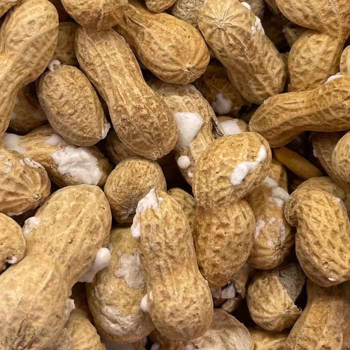 بادام زمینی غلافدار خال نمک درجه یک خوش طعم