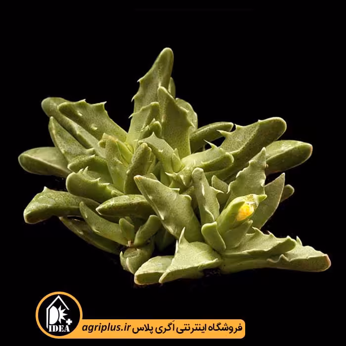 بذر کاکتوس Faucaria Tigrina