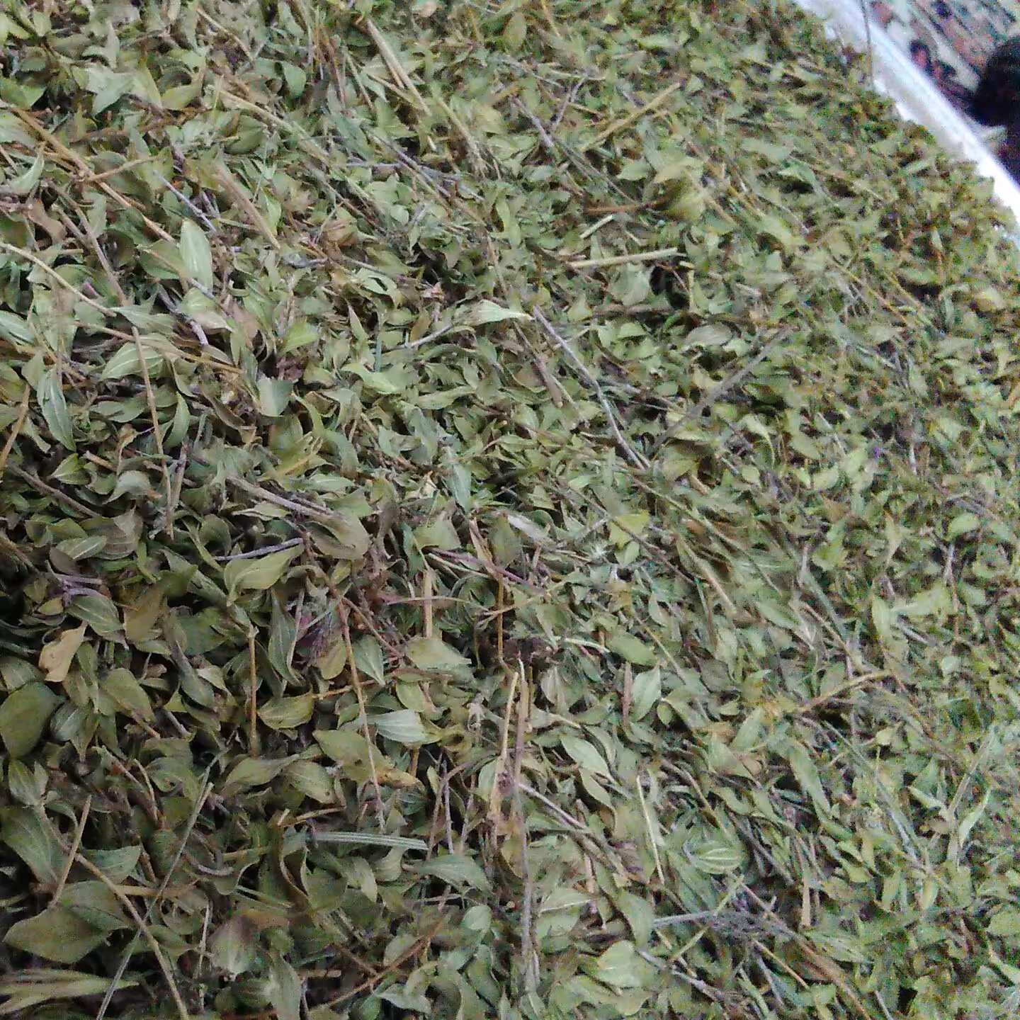 آویشن (یک کیلویی)ارسال به صورت پس کرایه