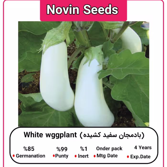 بذر بادمجان سفید