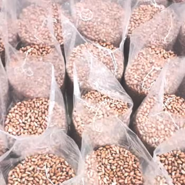 بادام زمینی محلی آستانه تازه ارسال رایگان