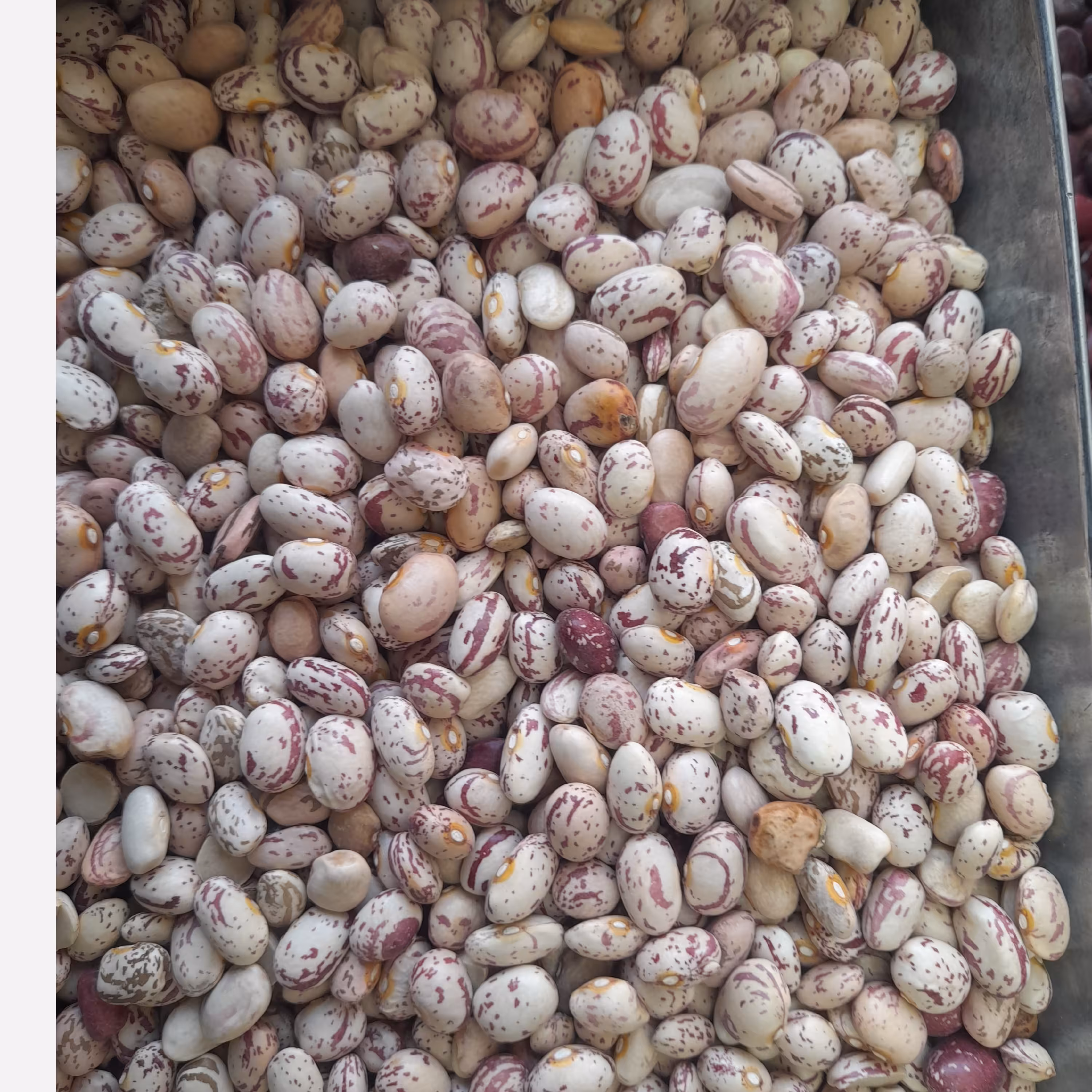 لوبیا چیتی 1 کیلو گرم